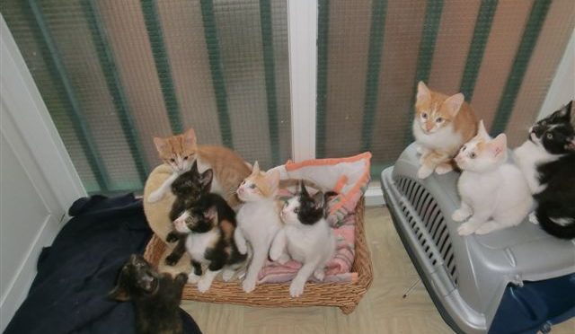 11 gatitos en adopción